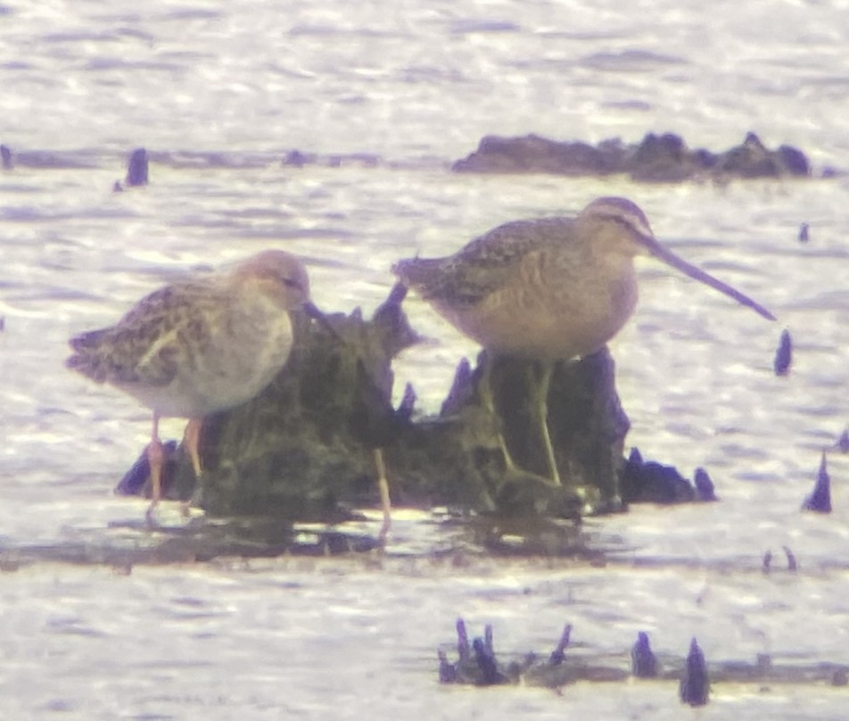 Long-billed Dowitcher - Kevin Rybczynski