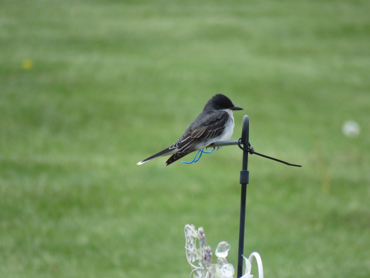 Eastern Kingbird - ML337133961