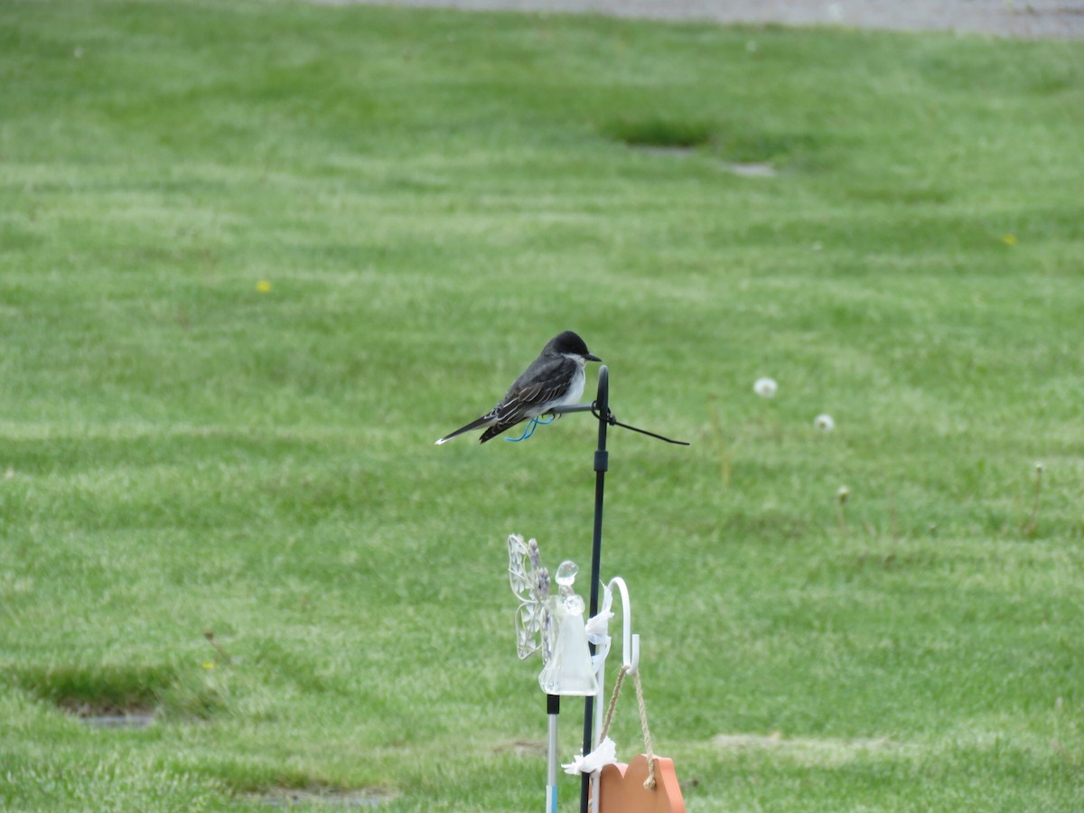 Eastern Kingbird - ML337133981