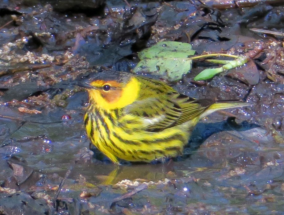 ホオアカアメリカムシクイ - ML337134061