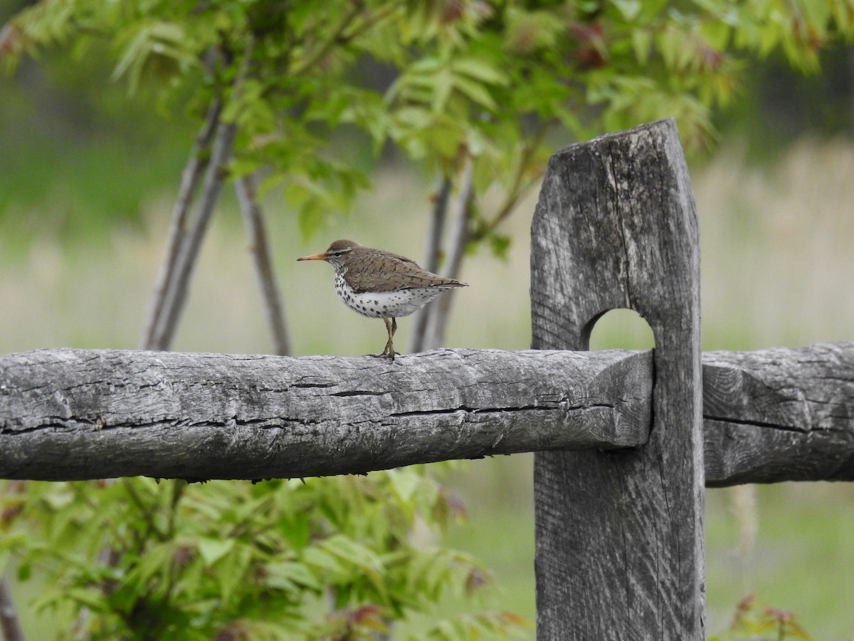 Spotted Sandpiper - ML337135461