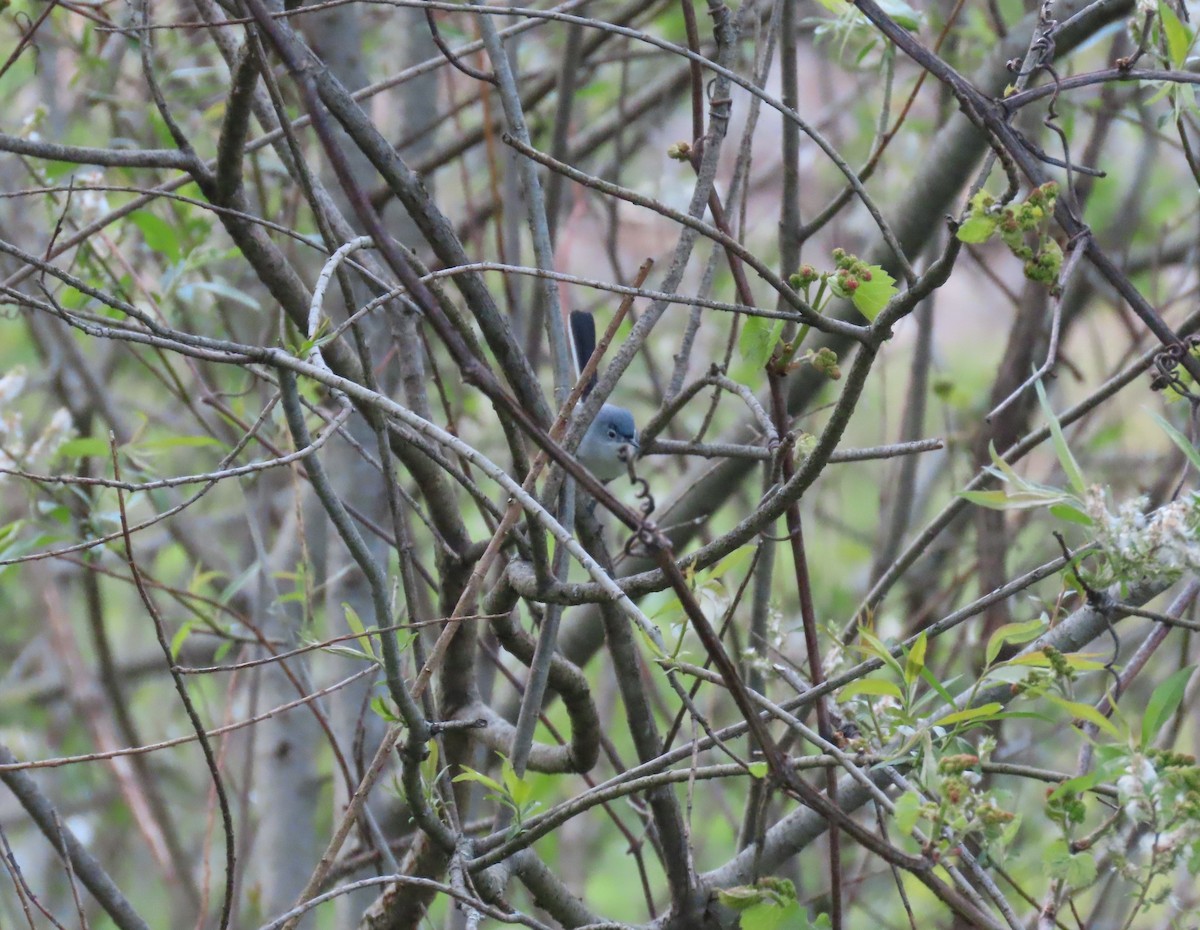 Blue-gray Gnatcatcher - ML337135781