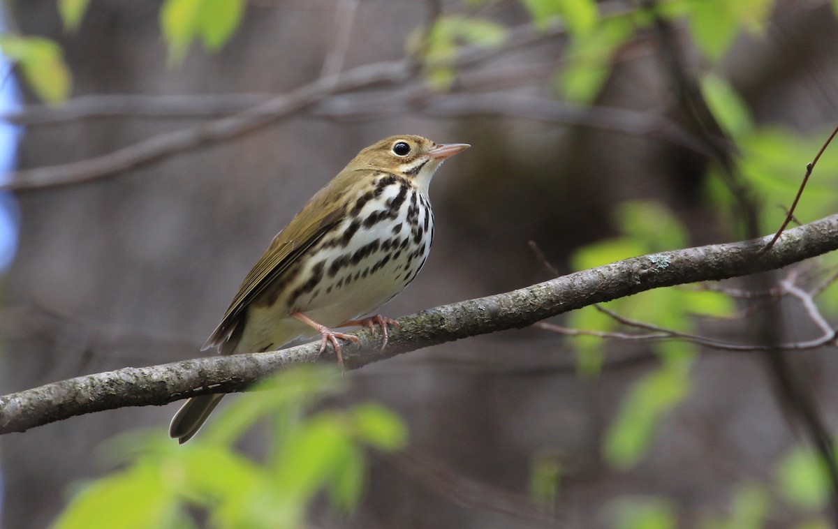 Ovenbird - ML337136561