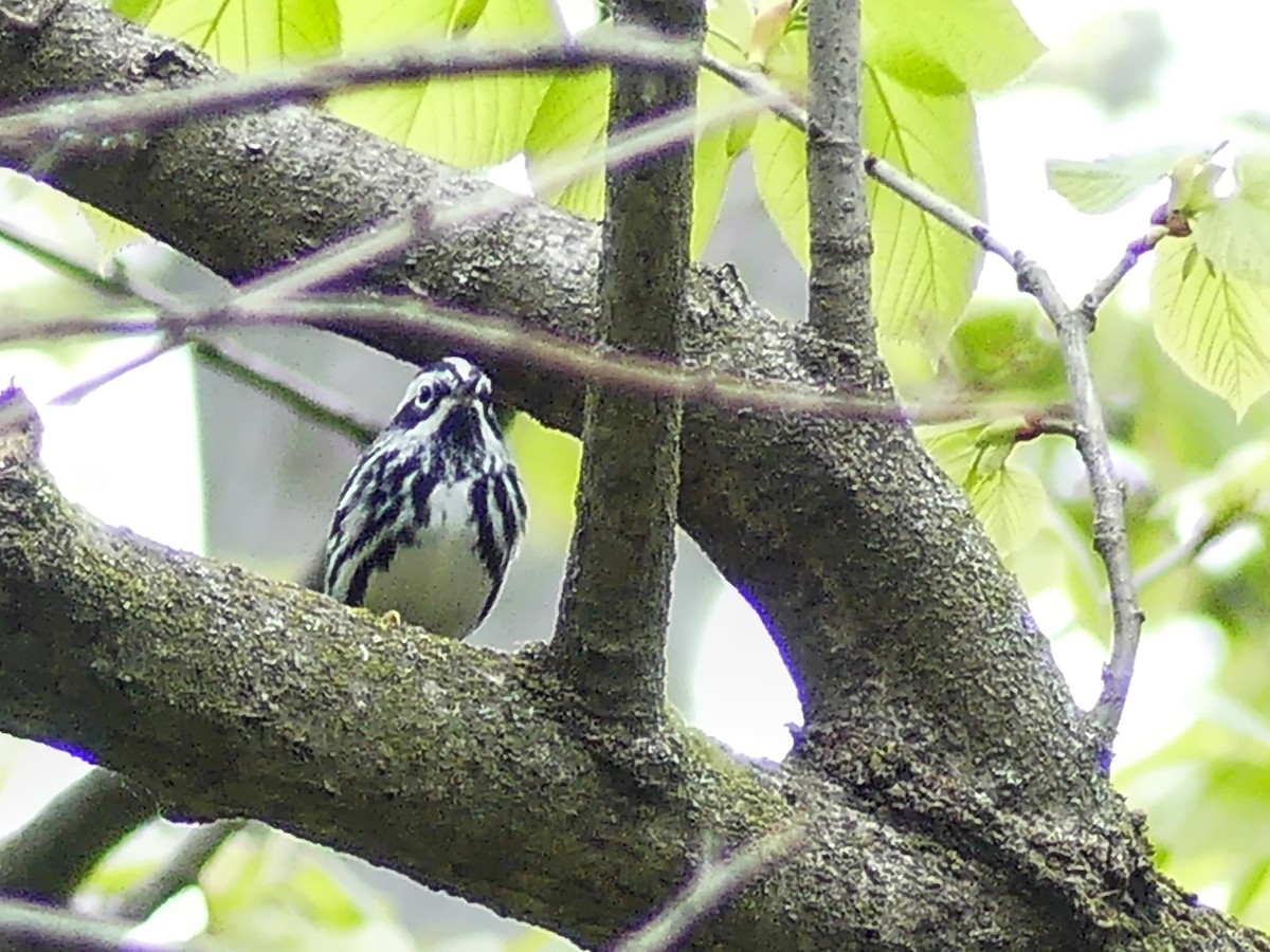 Black-and-white Warbler - ML337136741