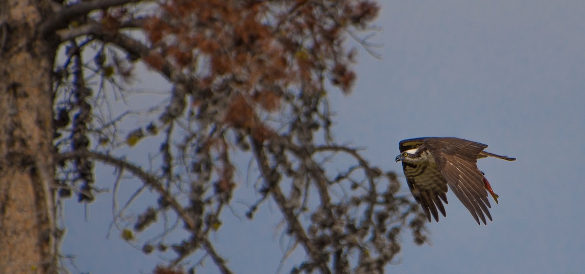 Osprey - ML33713701