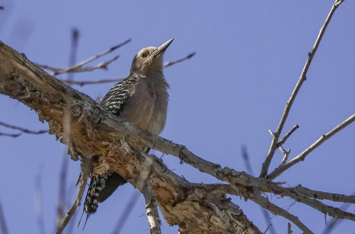 Gila Woodpecker - ML337137181