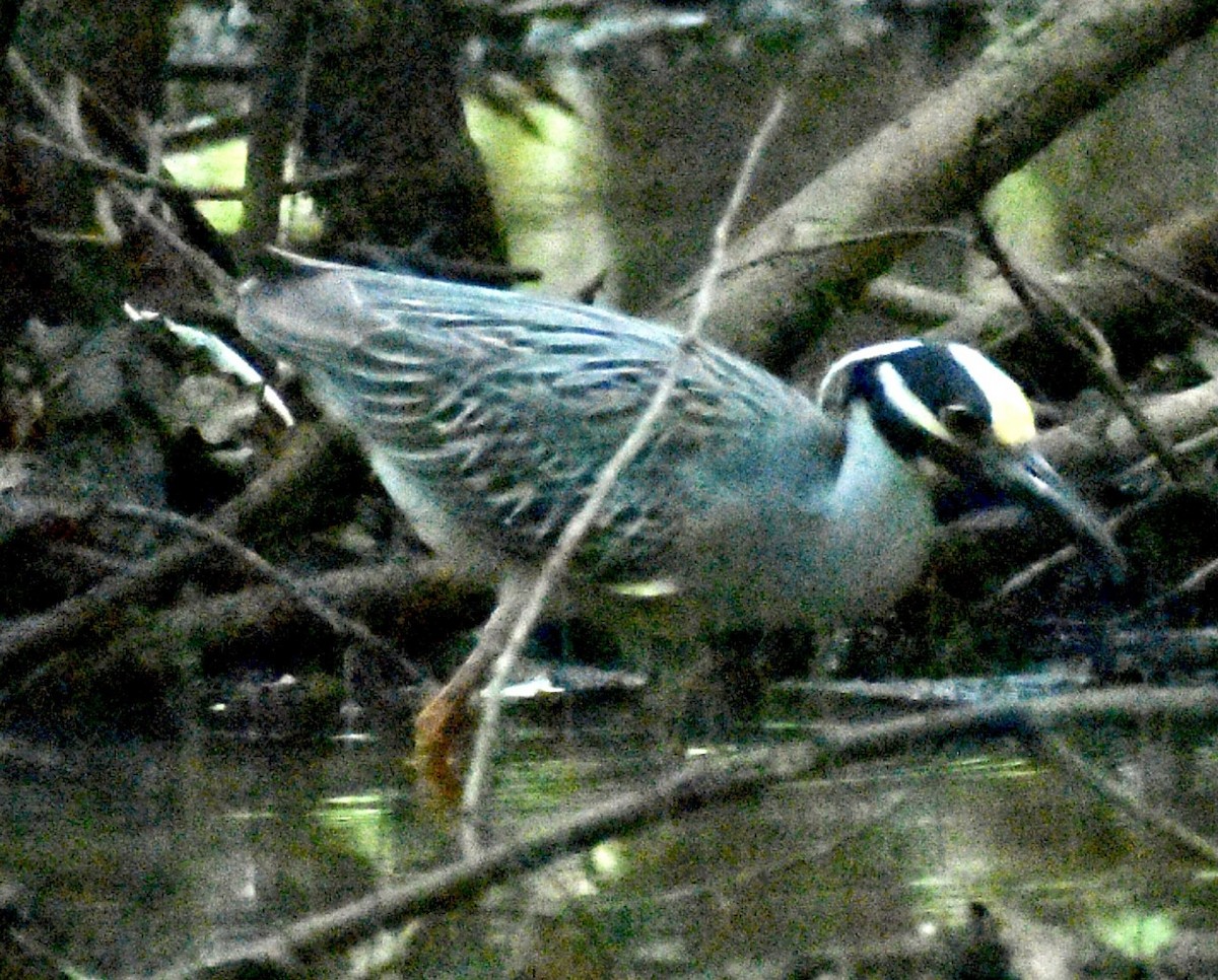 Yellow-crowned Night Heron - ML337138281