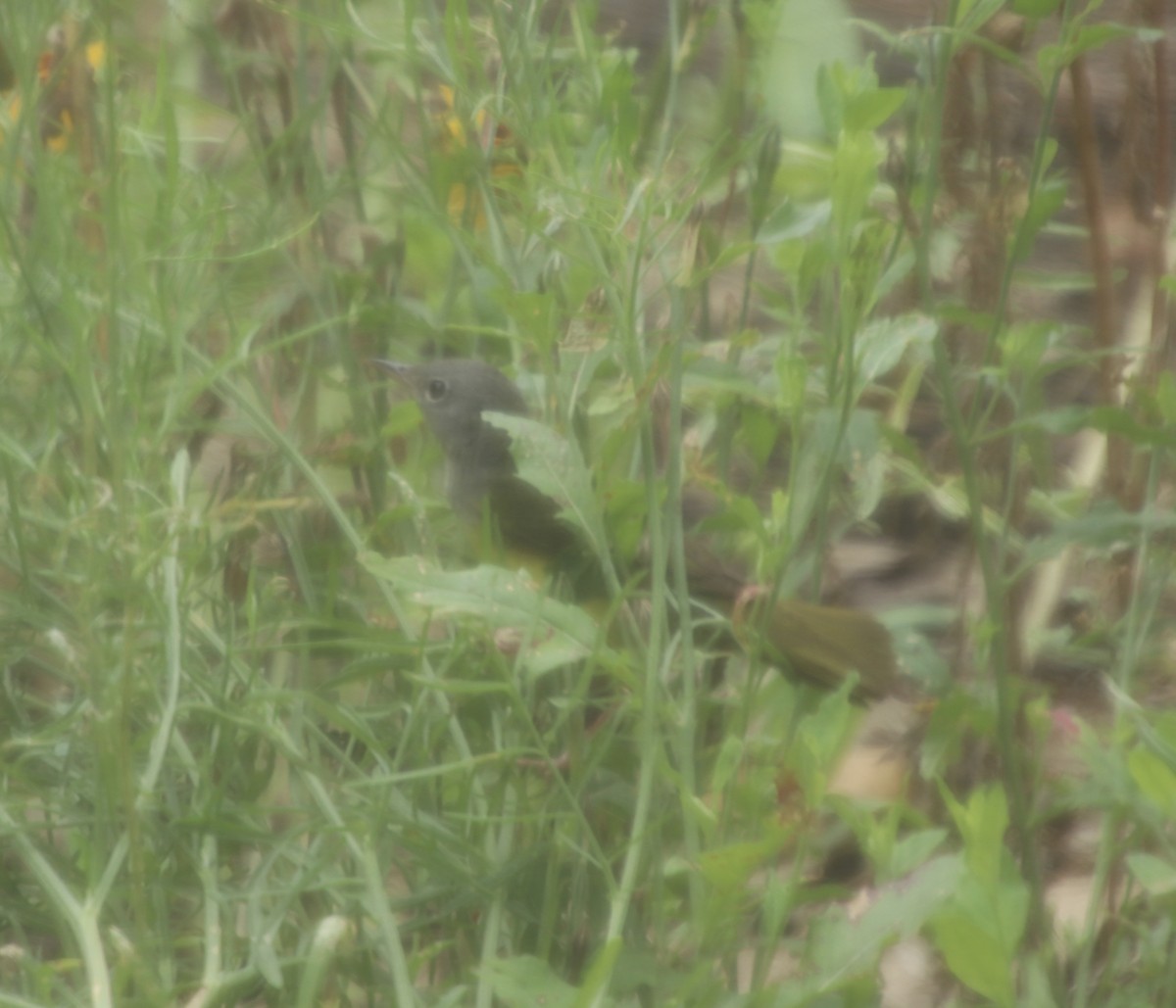 Mourning Warbler - ML337139551