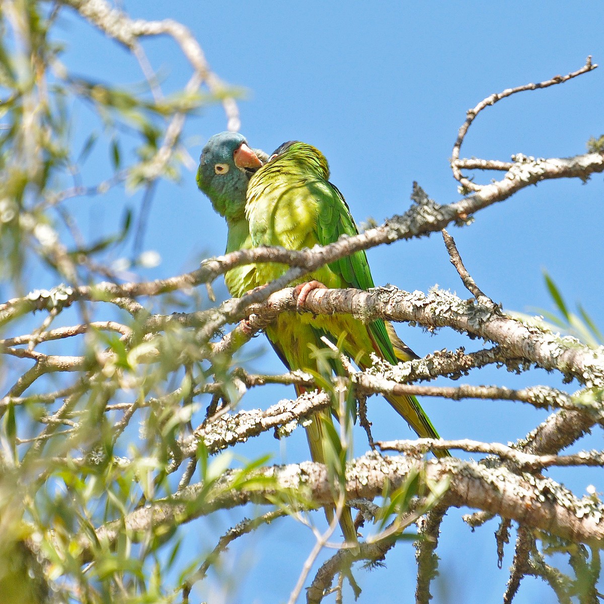 Conure à tête bleue - ML337140411