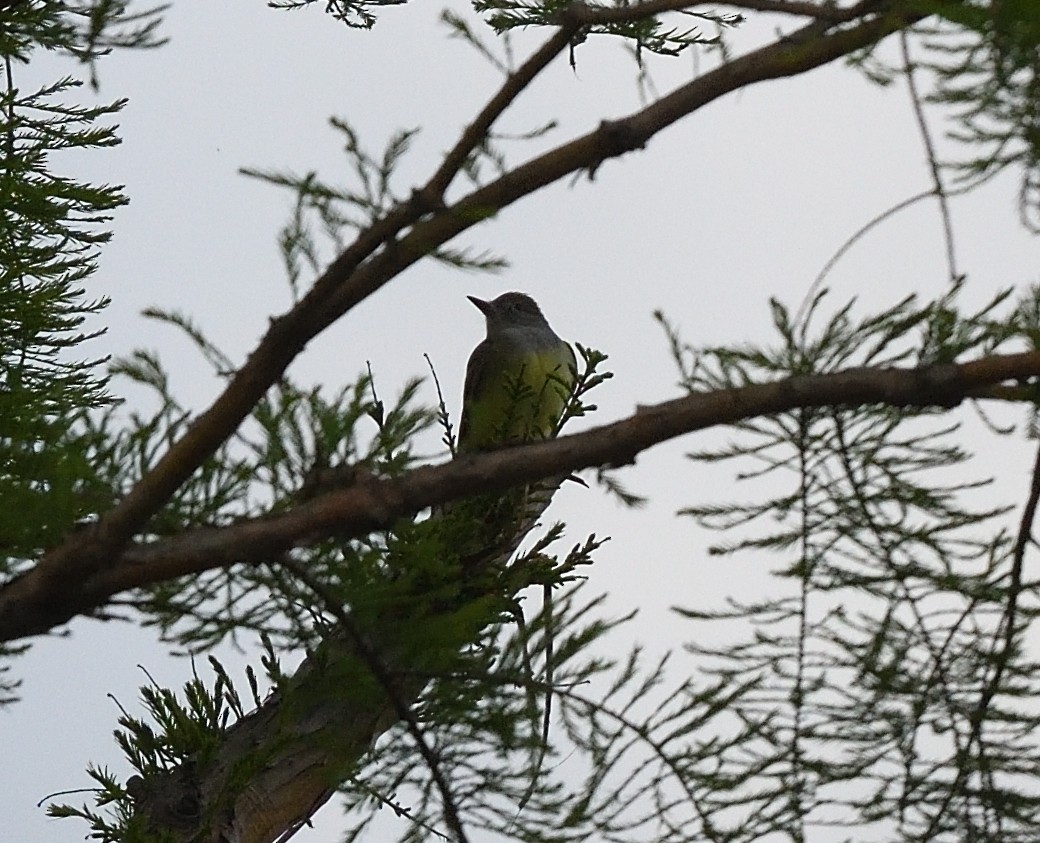 Great Crested Flycatcher - ML337141201