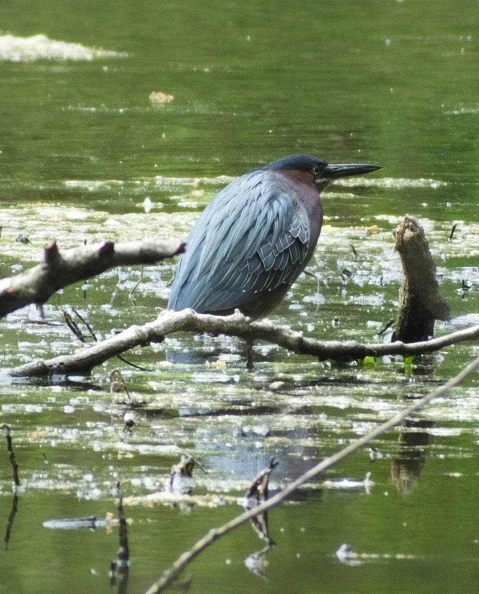 Green Heron - ML337141651