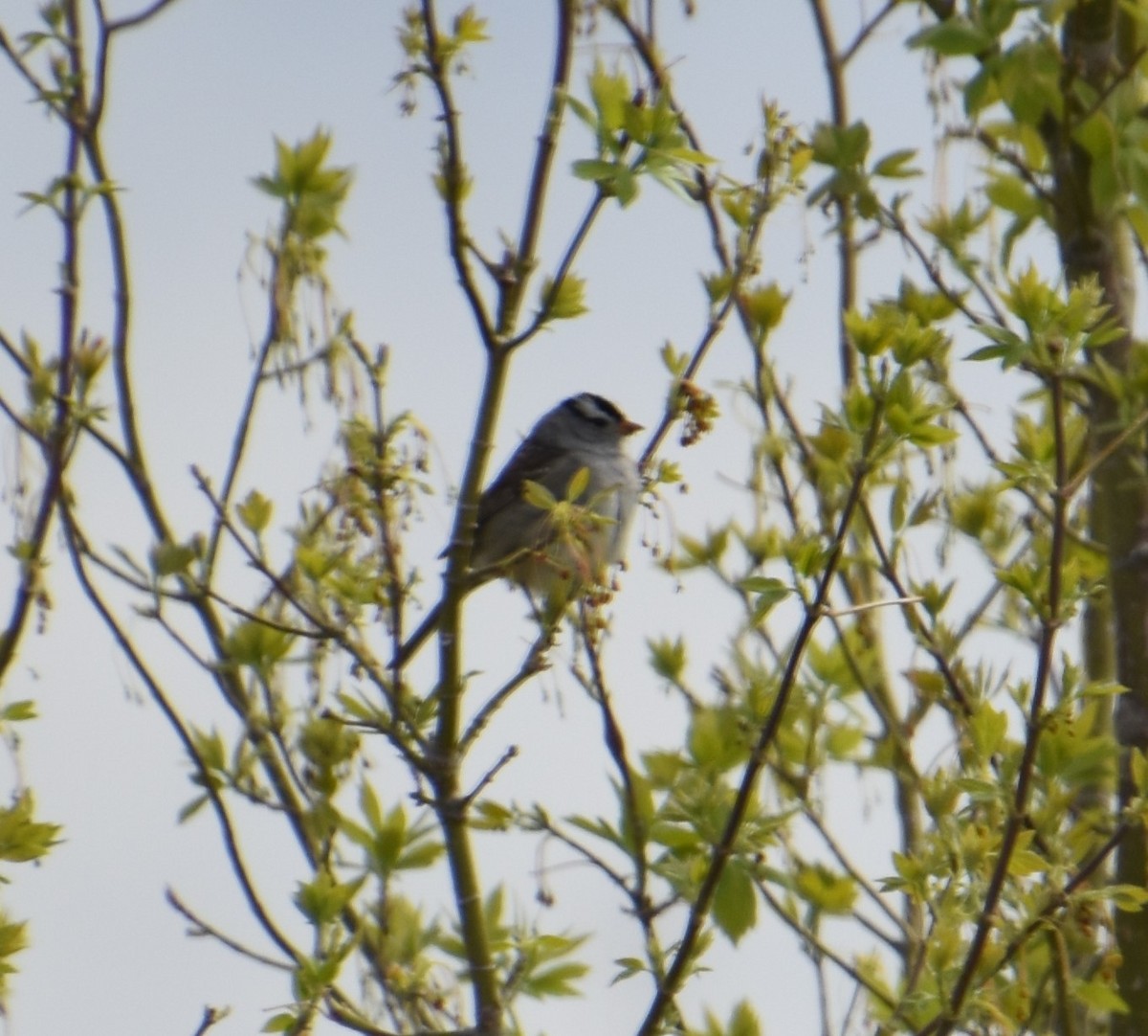 White-crowned Sparrow - ML337142001