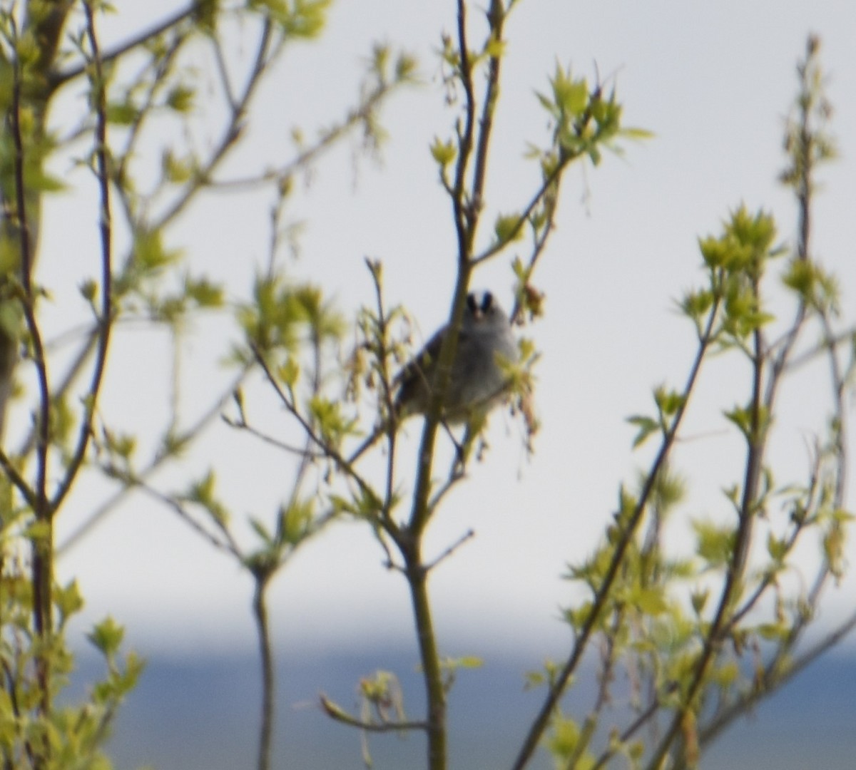 White-crowned Sparrow - ML337142021