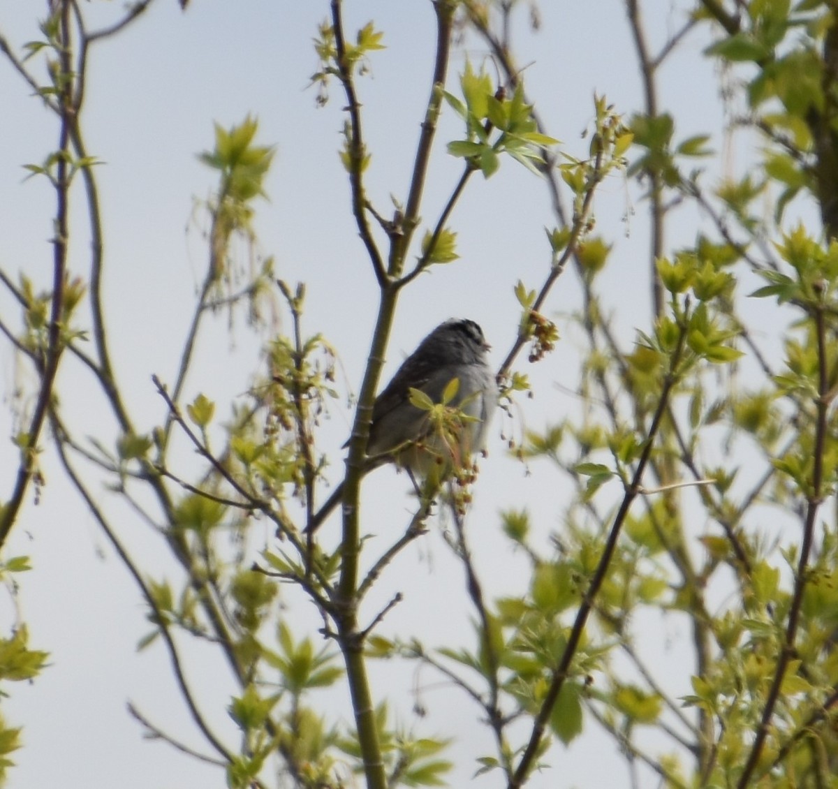 White-crowned Sparrow - ML337142051