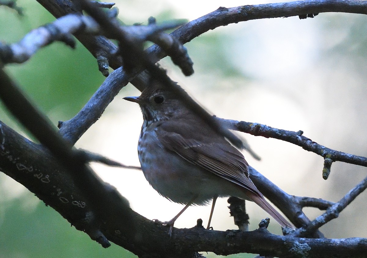Hermit Thrush - ML337142381