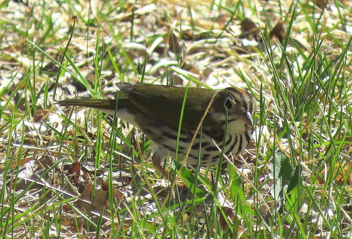 Ovenbird - ML337142631