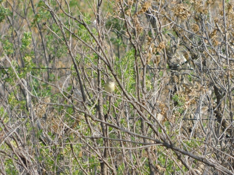 Bell's Vireo - ML337143241