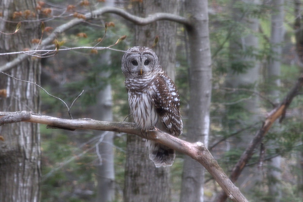 Barred Owl - ML337143291