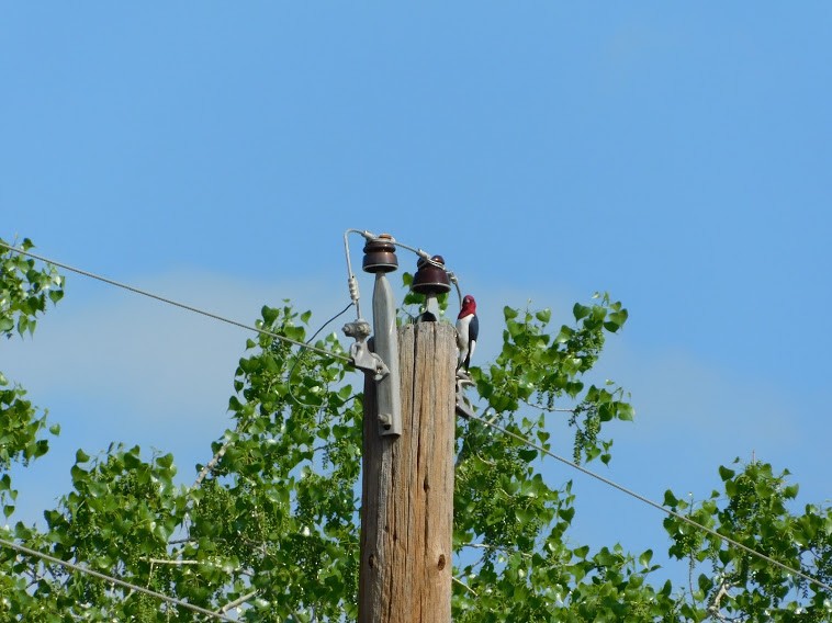 Red-headed Woodpecker - ML337143911