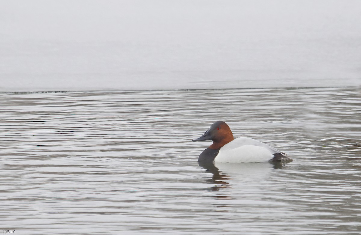 Canvasback - ML337144571