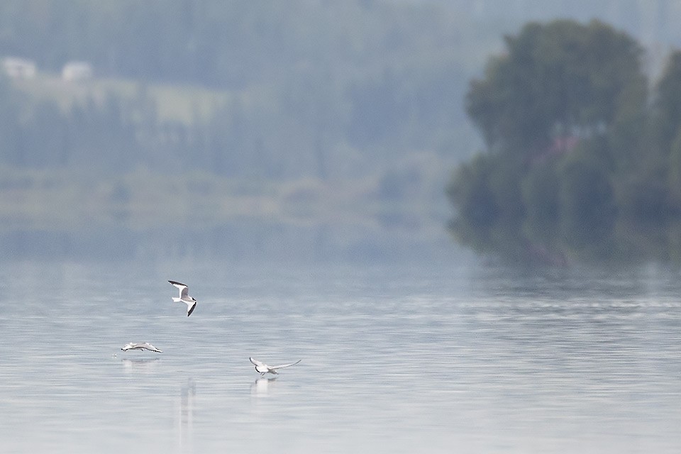 Sabine's Gull - ML33714461