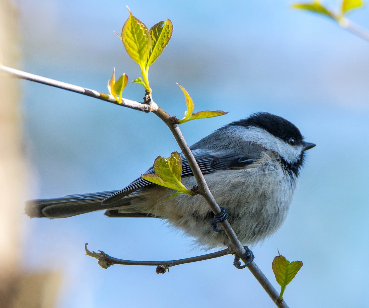 Black-capped Chickadee - ML337144761