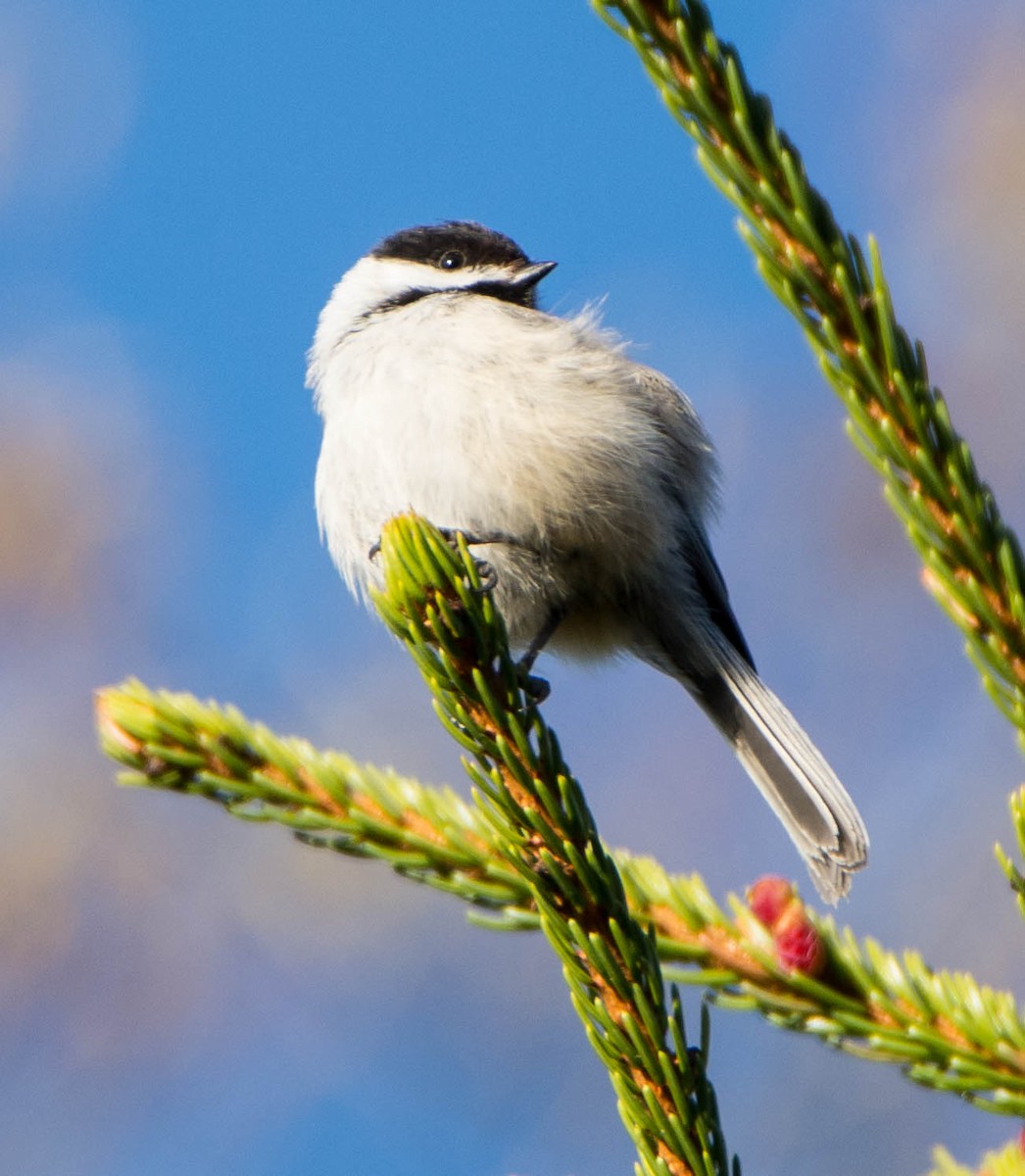 Black-capped Chickadee - ML337144821
