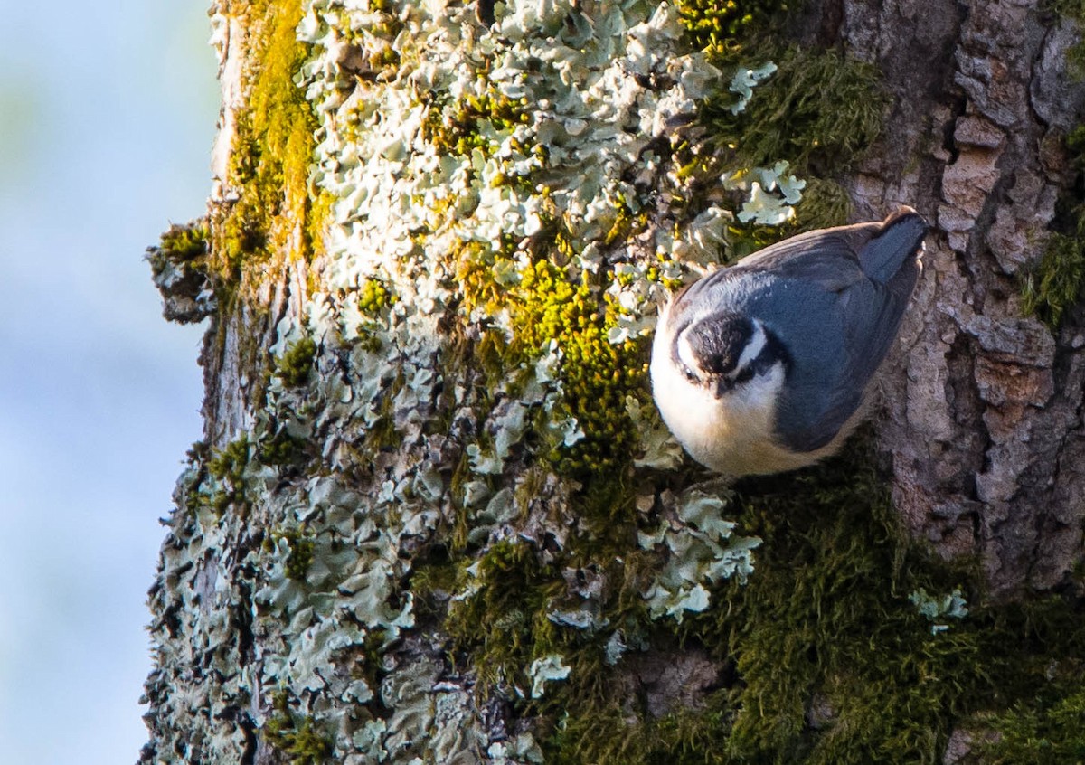 Red-breasted Nuthatch - ML337144961