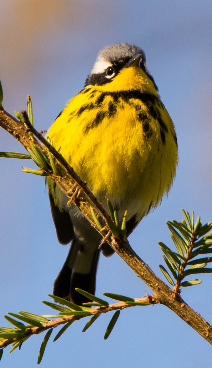 Magnolia Warbler - ML337145111