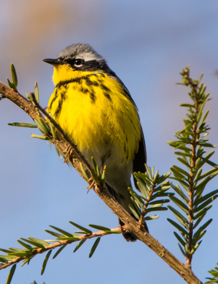 Magnolia Warbler - ML337145161