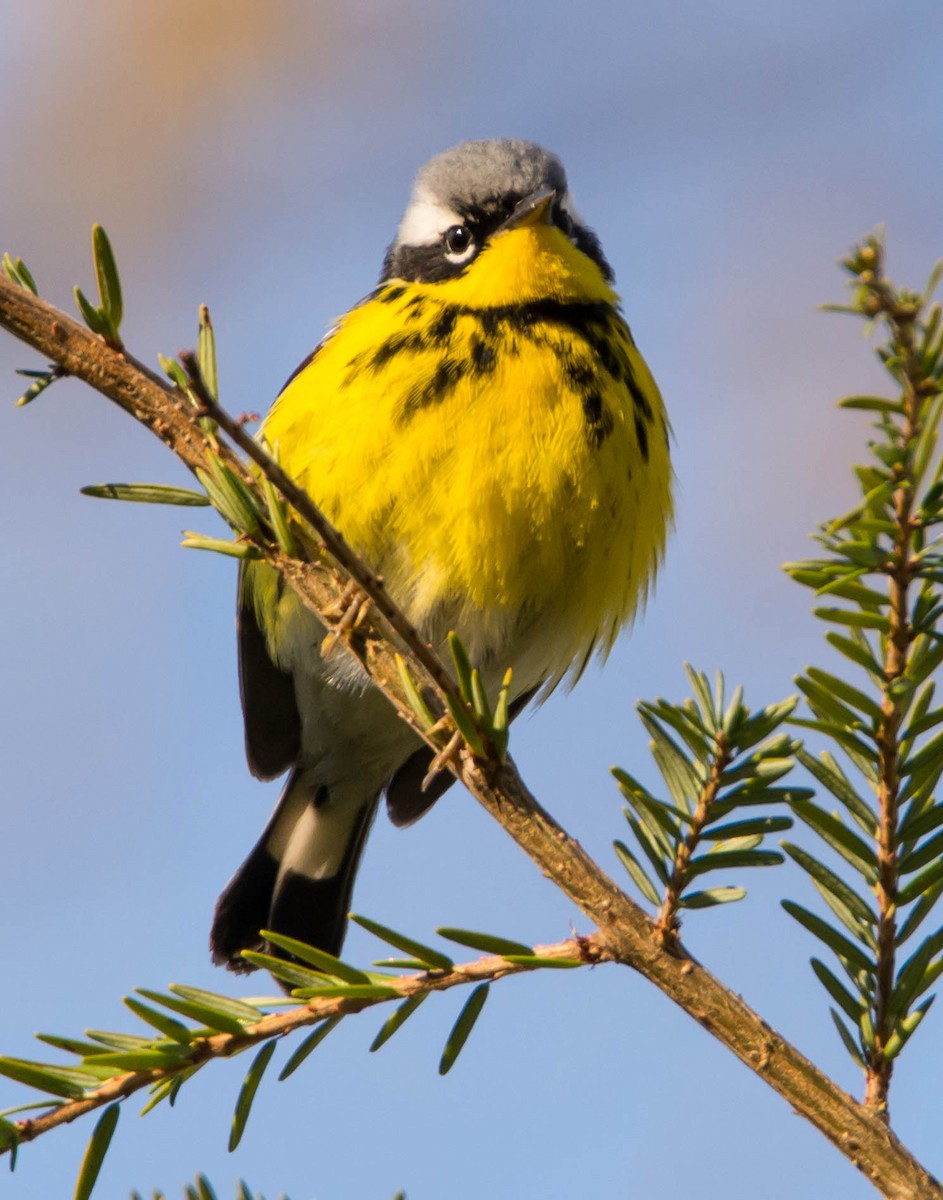 Magnolia Warbler - ML337145201
