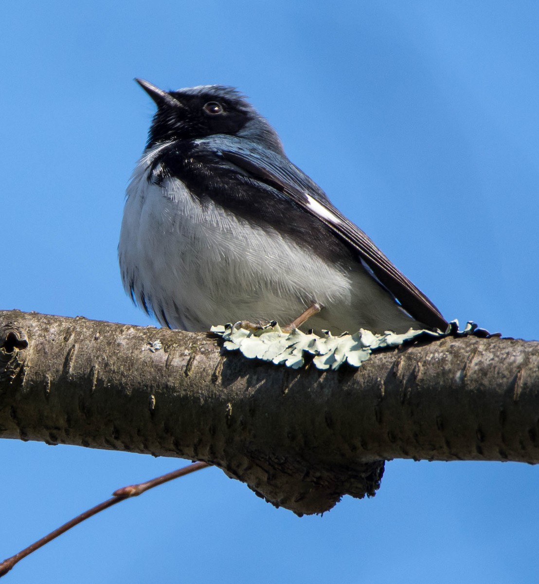 Black-throated Blue Warbler - ML337145321