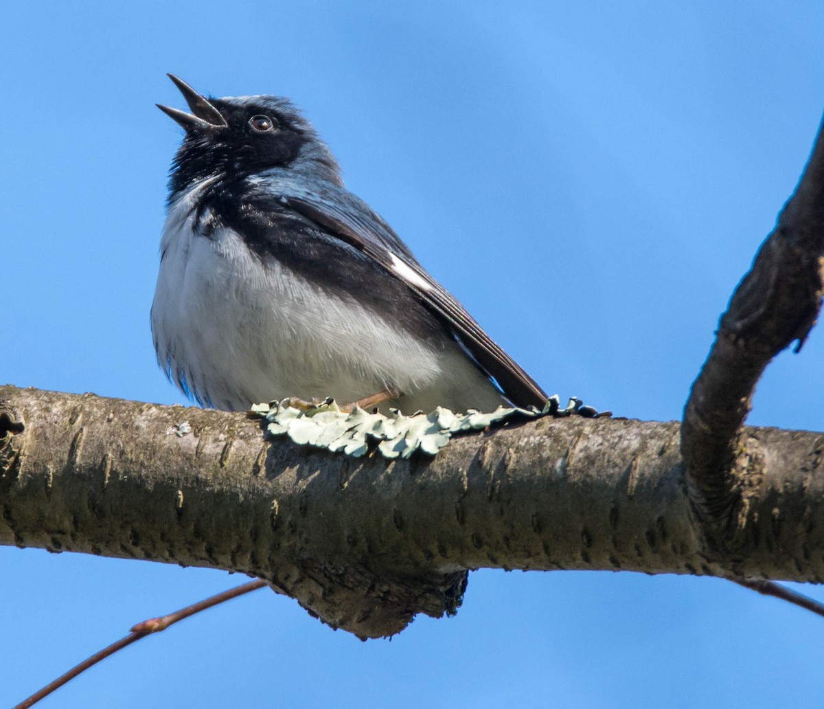 Black-throated Blue Warbler - ML337145351