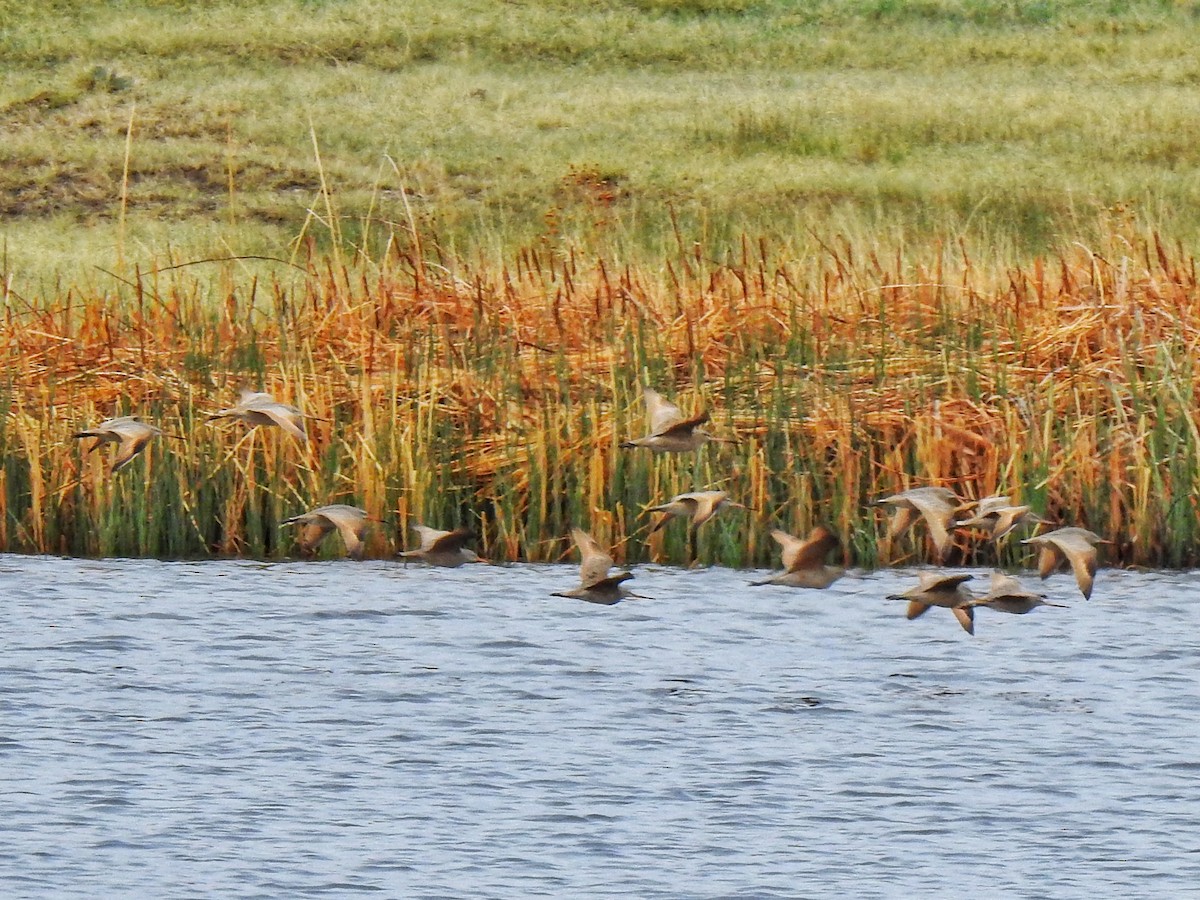 Marbled Godwit - ML337146241