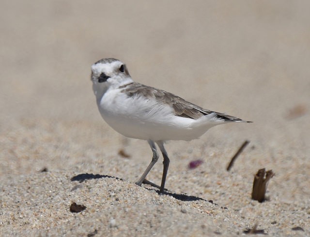 Snowy Plover - ML33714661