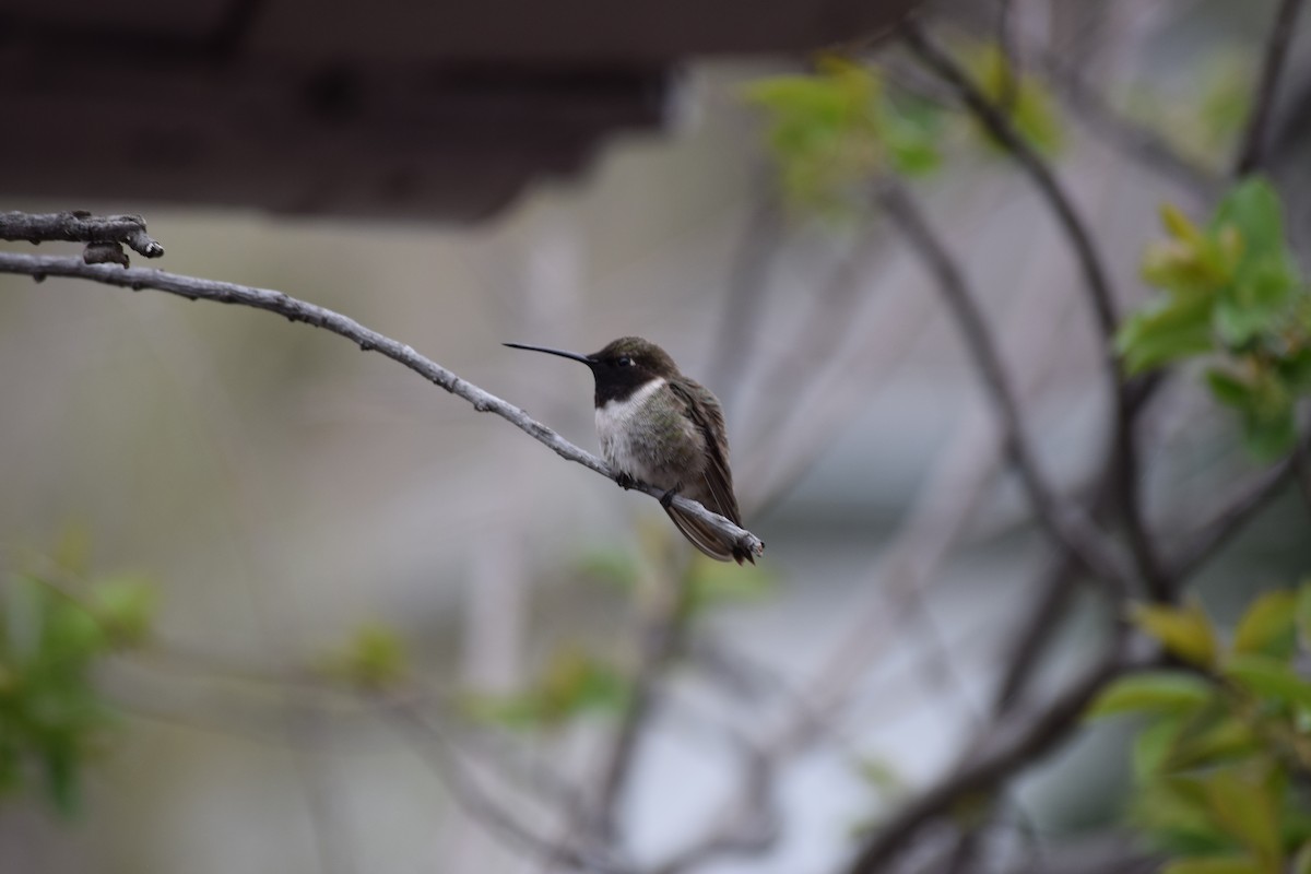 Black-chinned Hummingbird - ML337147051