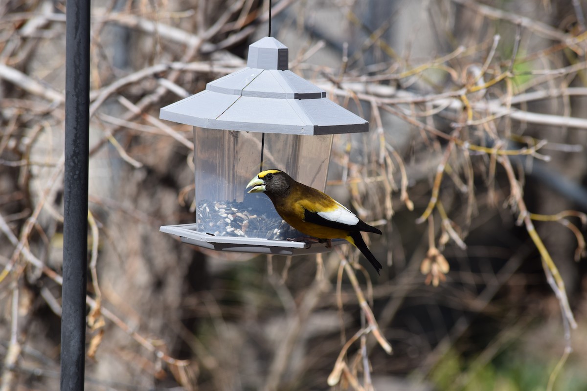 Evening Grosbeak - ML337147241