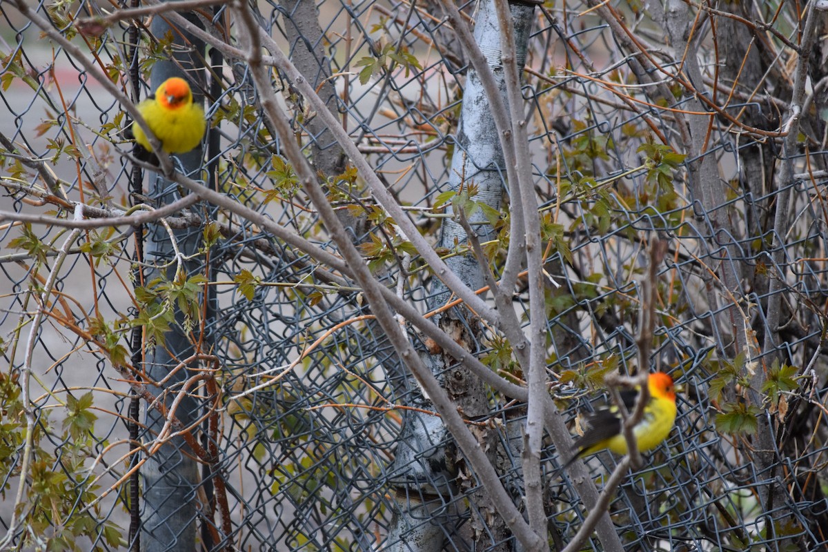 Piranga à tête rouge - ML337147421