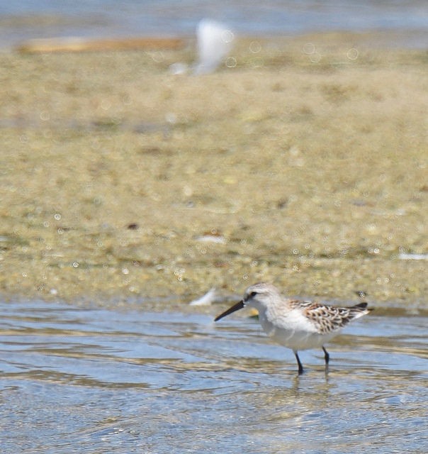 Western Sandpiper - ML33714751