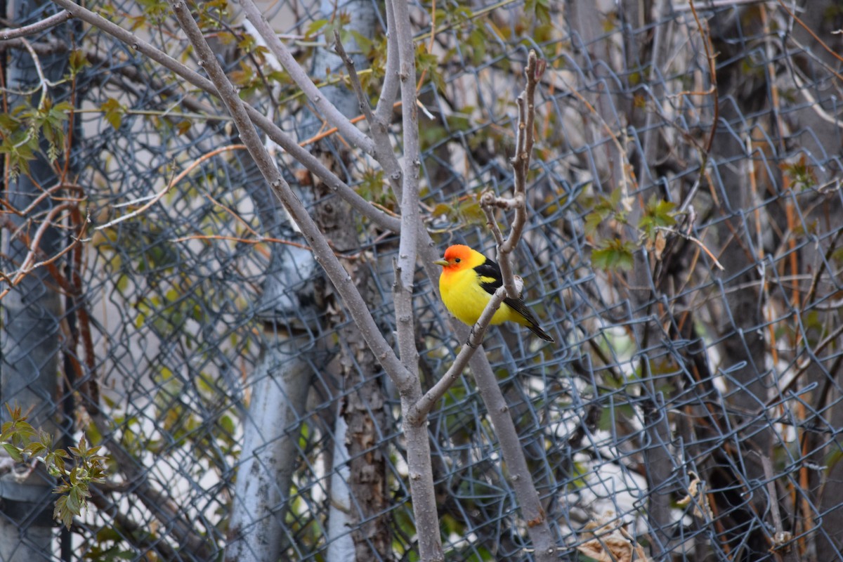 Piranga à tête rouge - ML337147621