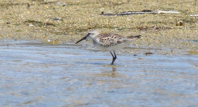 Western Sandpiper - ML33714811