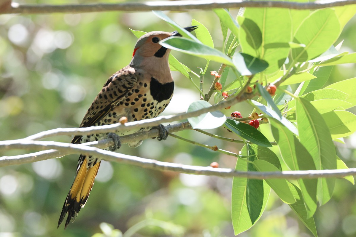 Northern Flicker - ML337148391