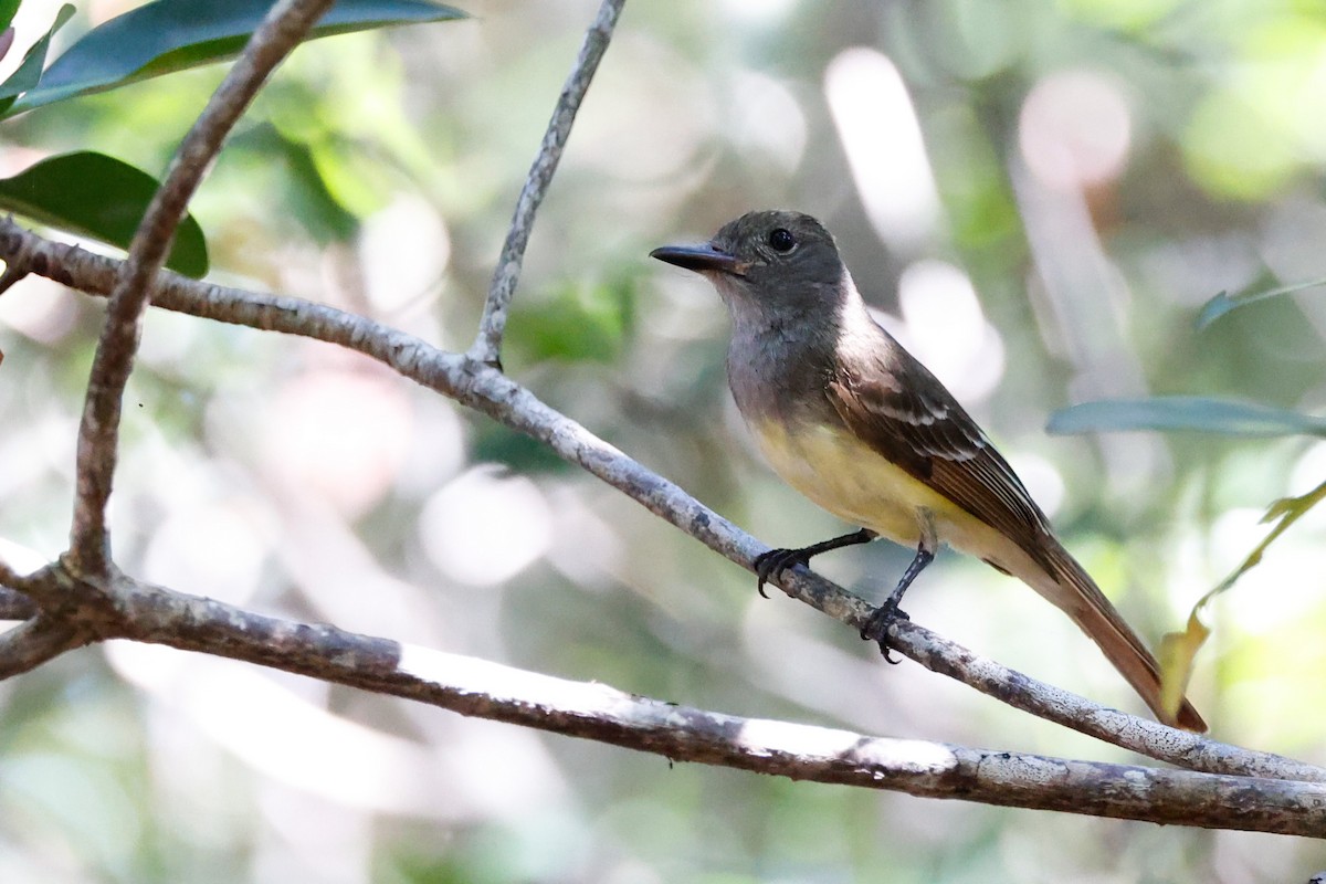 Great Crested Flycatcher - ML337148481