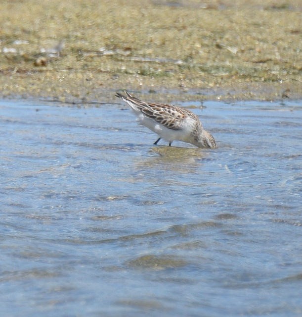 Western Sandpiper - ML33714851