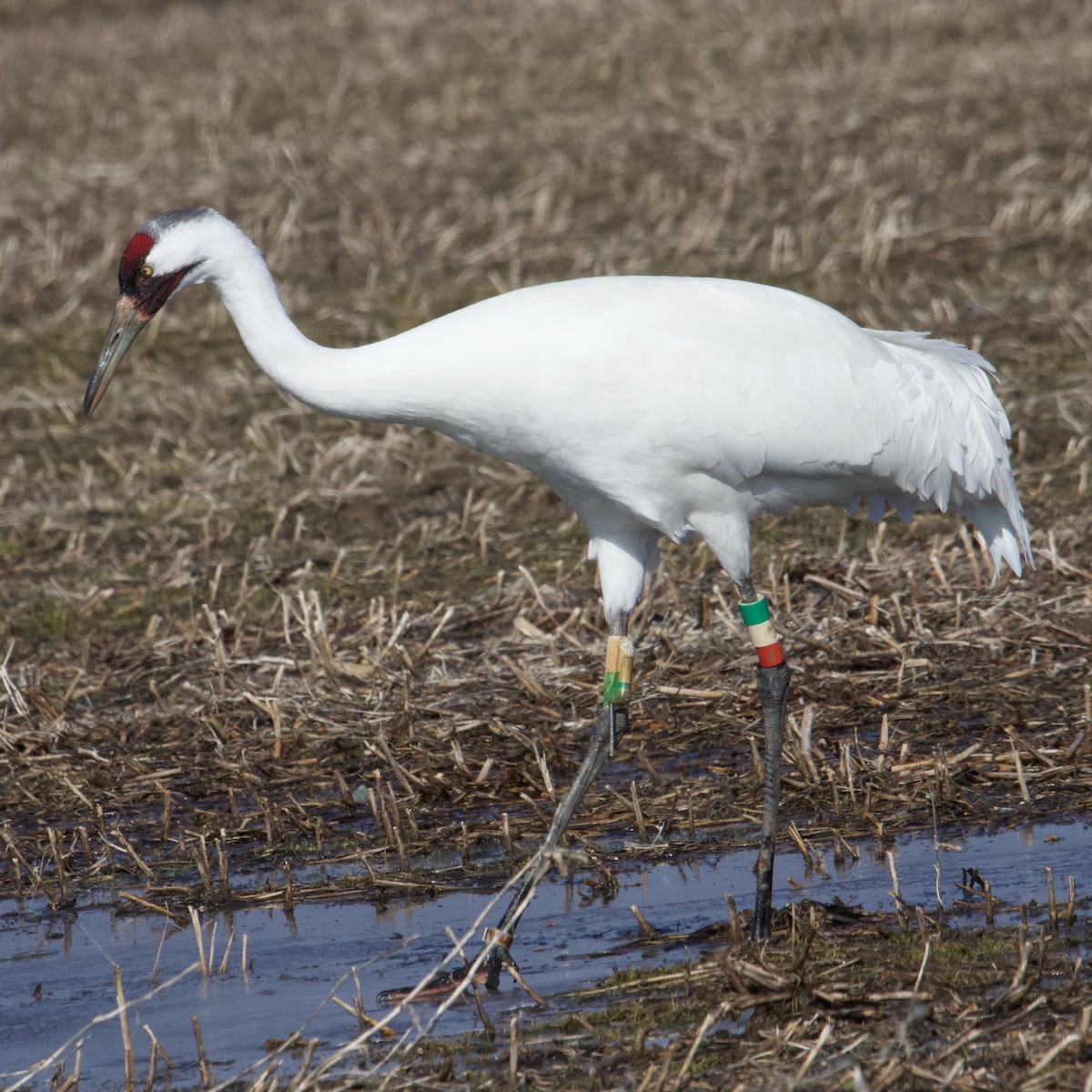 Grue blanche - ML337149051