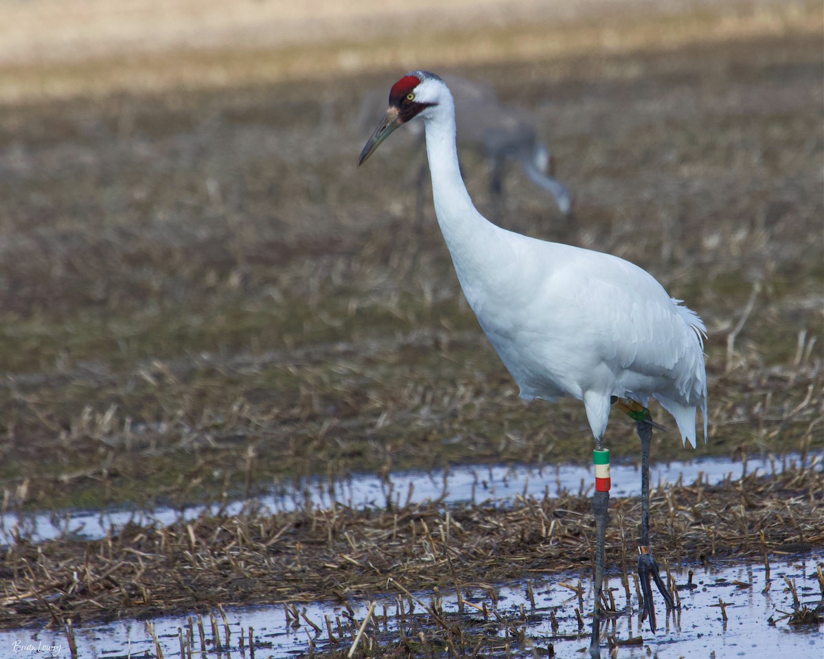 Grulla Trompetera - ML337149081