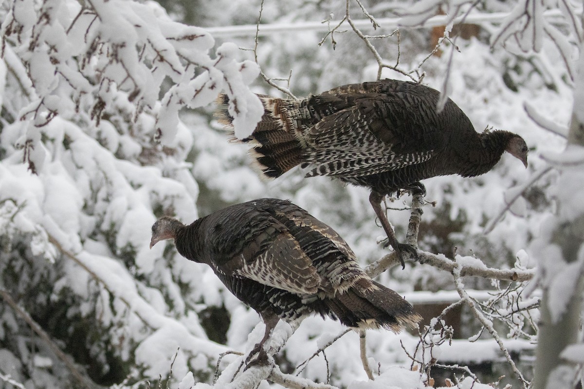 Wild Turkey - Richard Bunn