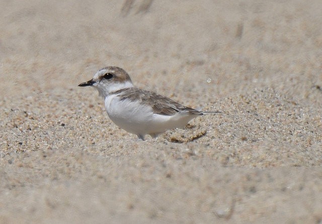 Snowy Plover - ML33715131