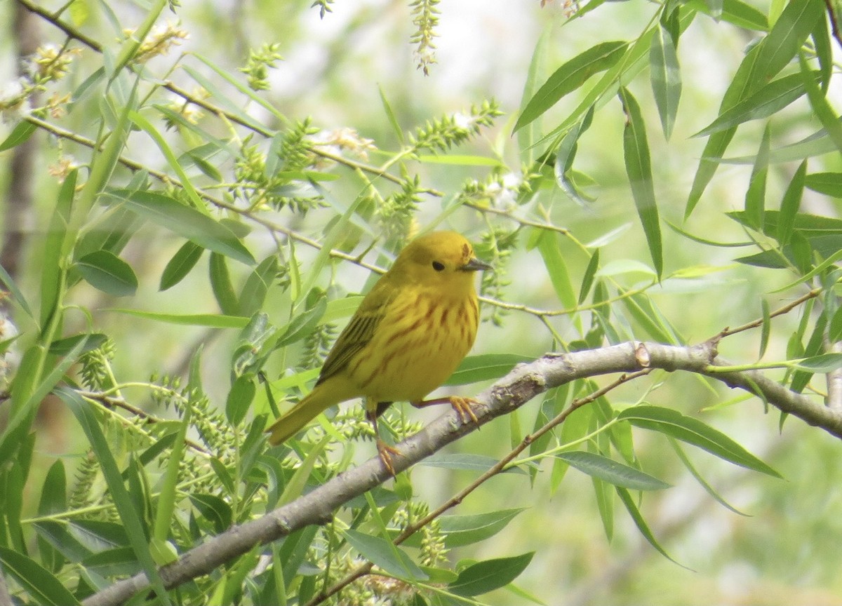 Northern Yellow Warbler - ML337155421