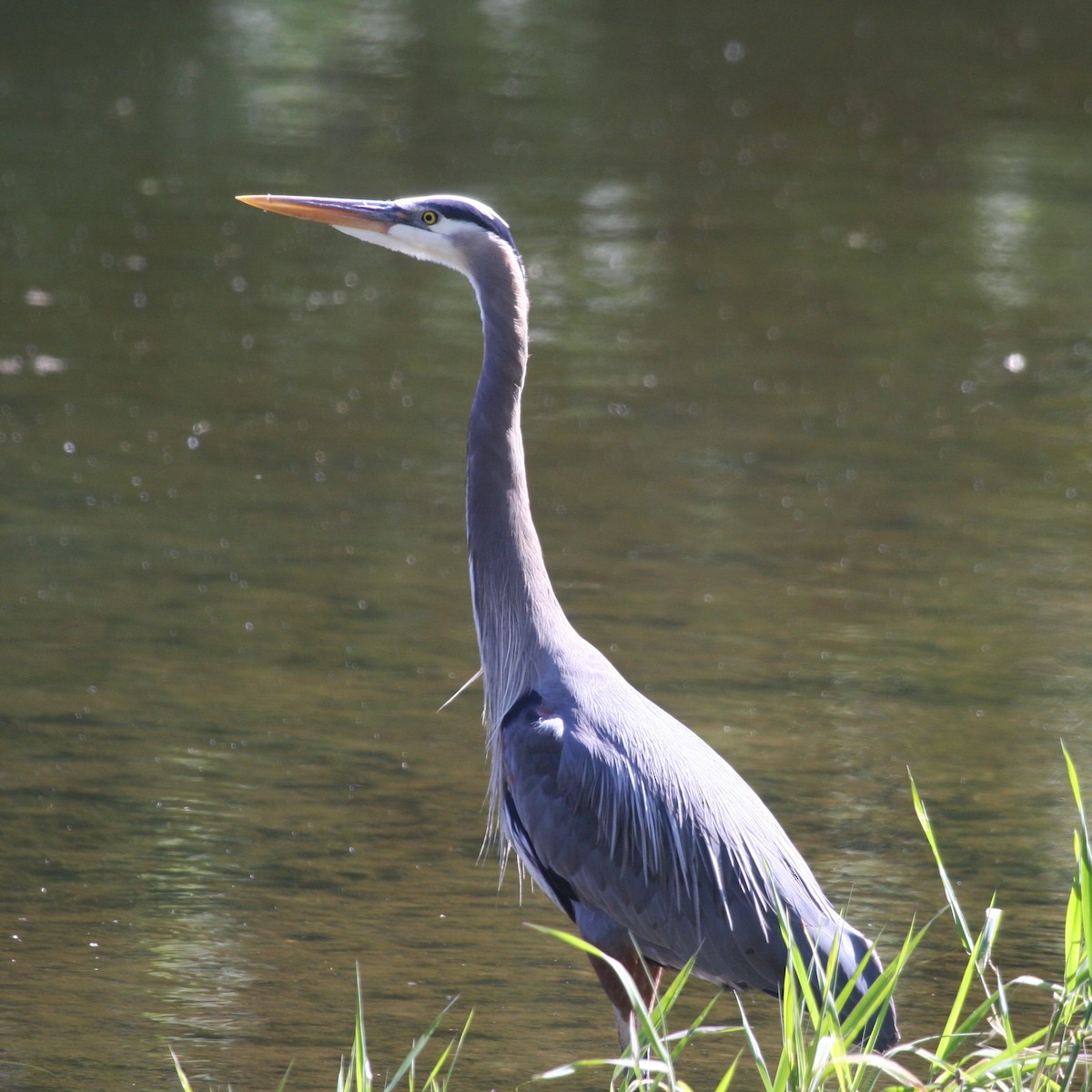 Great Blue Heron - ML337155571